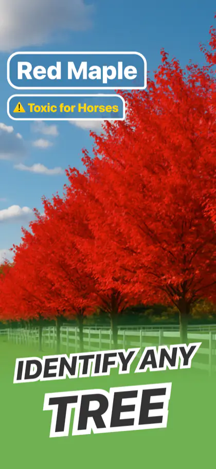 Tree Identifier screenshot 1